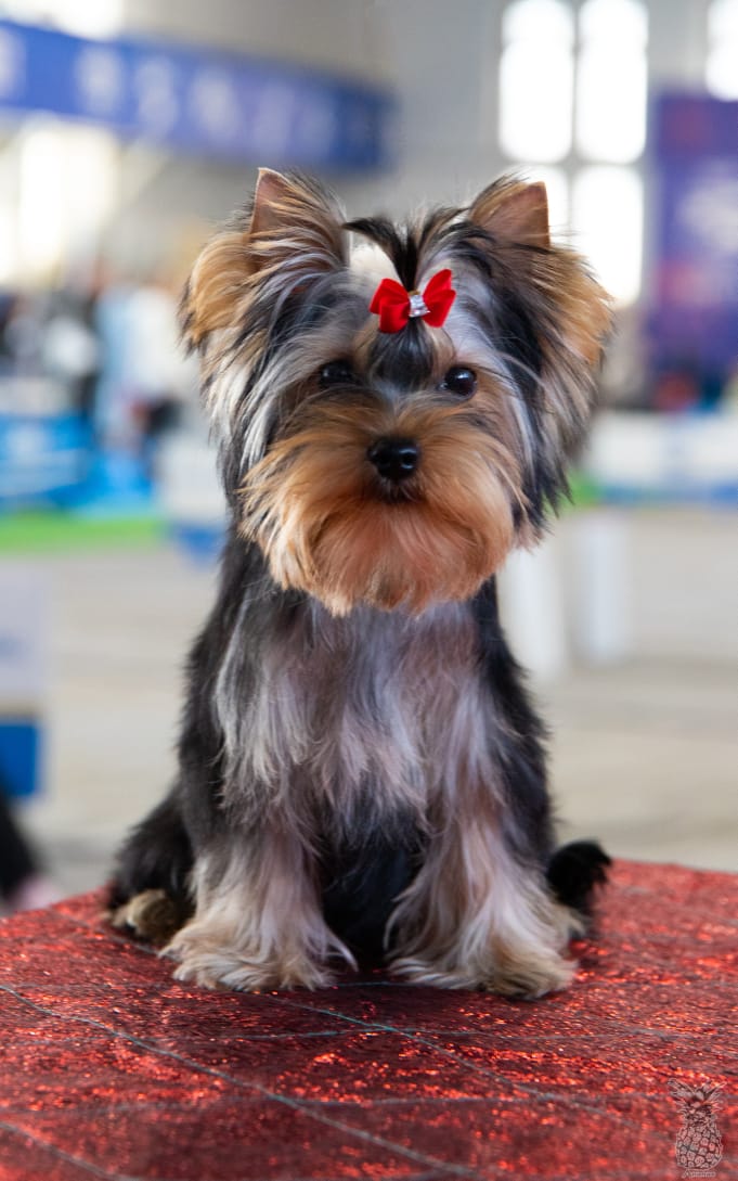 OLIS BEAUTY OLIS BEAUTY JASMINE — Labaza DogPedigree YorkshireTerrier